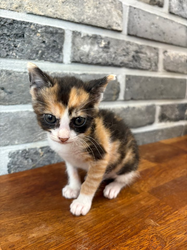 보호중 한국 고양이…